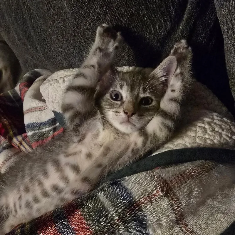 A baby small-sized male Gray / Blue / Silver Domestic Medium Hair cat named Murphy for adoption in Duncan, OK