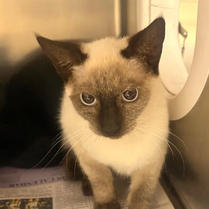A young small-sized female Domestic Short Hair cat named Armpit for adoption in Winston-Salem, NC