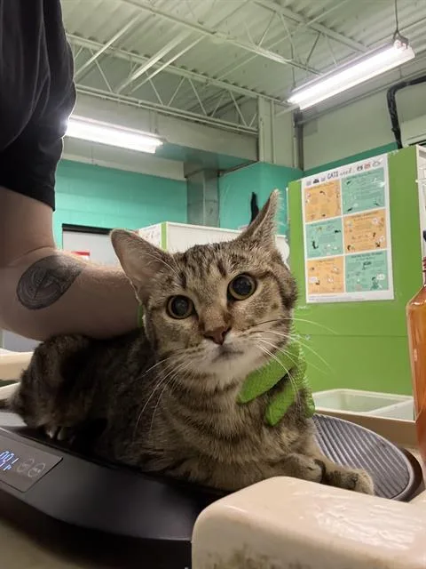 A young small-sized female Domestic Short Hair cat named Marcella for adoption in Indianapolis, IN