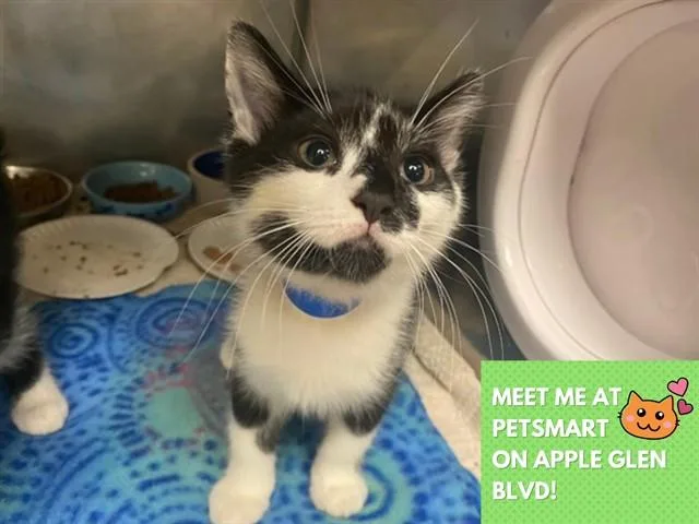 A young small-sized male Domestic Short Hair cat named Ben for adoption in Fort Wayne, IN