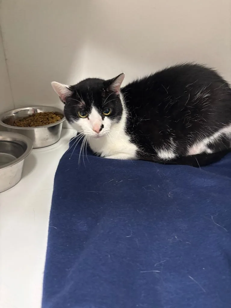 An adult medium-sized male Black & White / Tuxedo Domestic Short Hair cat named Simon for adoption in Frankfort, KY