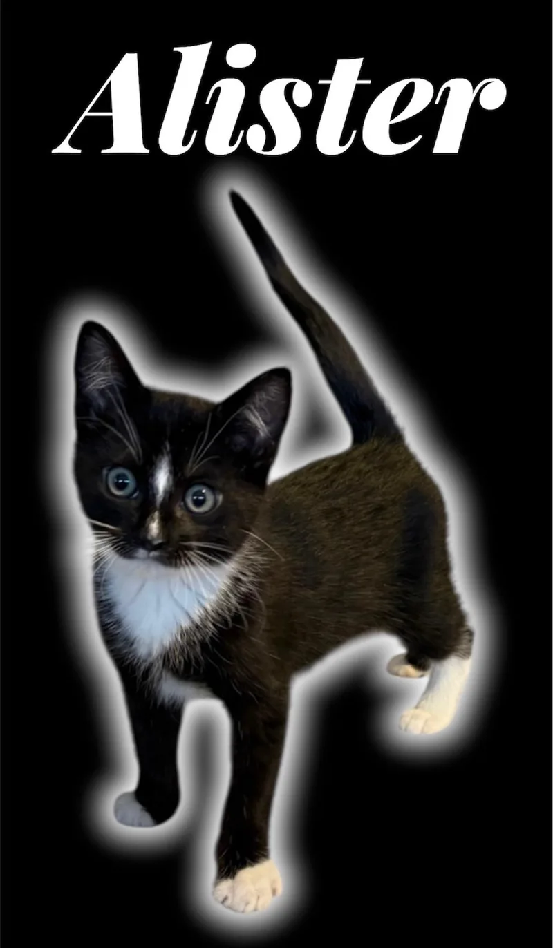 A baby small-sized male Black Domestic Short Hair cat named Allister for adoption in Auburn, CA