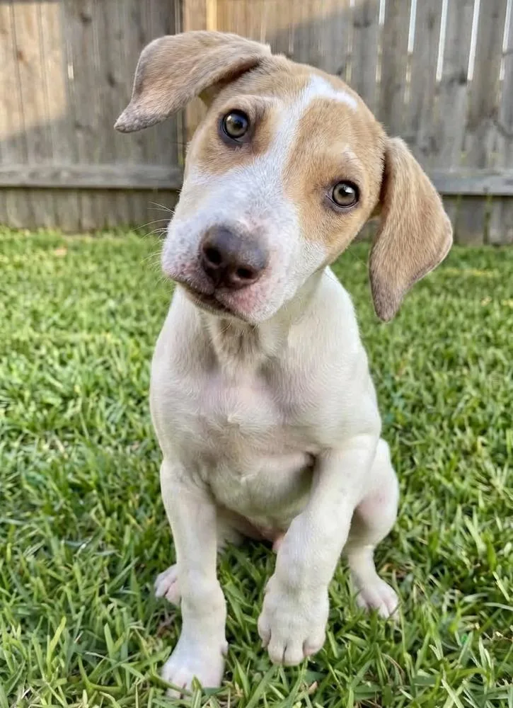 A baby medium-sized male Terrier dog named Dexter for adoption in Crown Point, IN