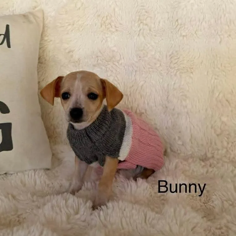 Bunny D Arriving thumbnail 2