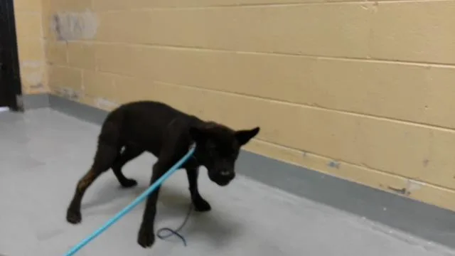 A young medium-sized male German Shepherd Dog dog named Beam for adoption in Tulsa, OK
