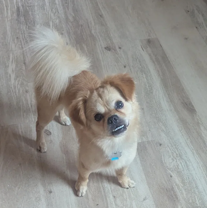 Cooper thumbnail 2