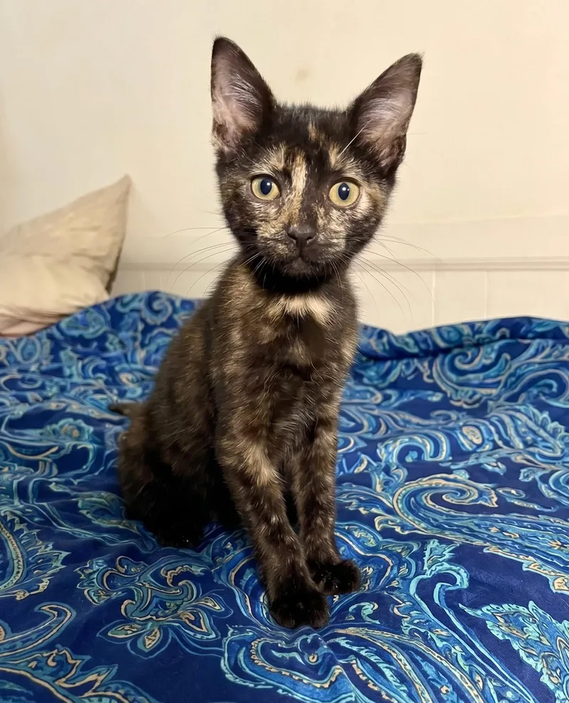 A baby medium-sized female Tortoiseshell cat named Paprika for adoption in Gulfport, MS