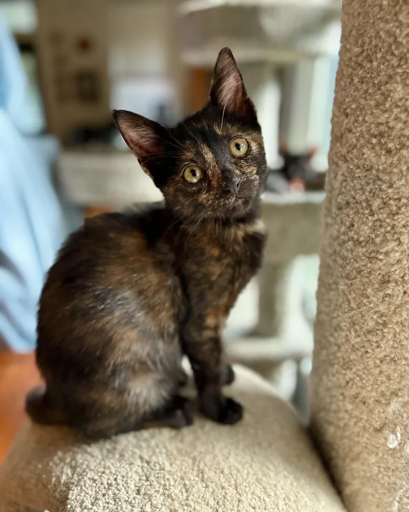 Paprika thumbnail 3