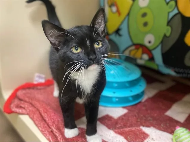 A baby small-sized female Domestic Short Hair cat named Heidi Marie for adoption in Fort Wayne, IN