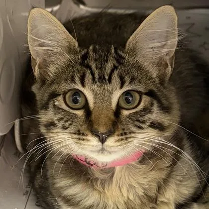 A young small-sized female Brown / Chocolate Domestic Medium Hair cat named Pombom for adoption in North Myrtle Beach, SC