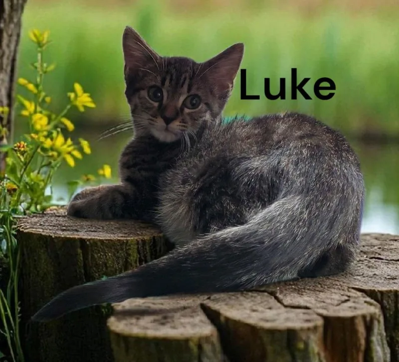 Luke thumbnail 2