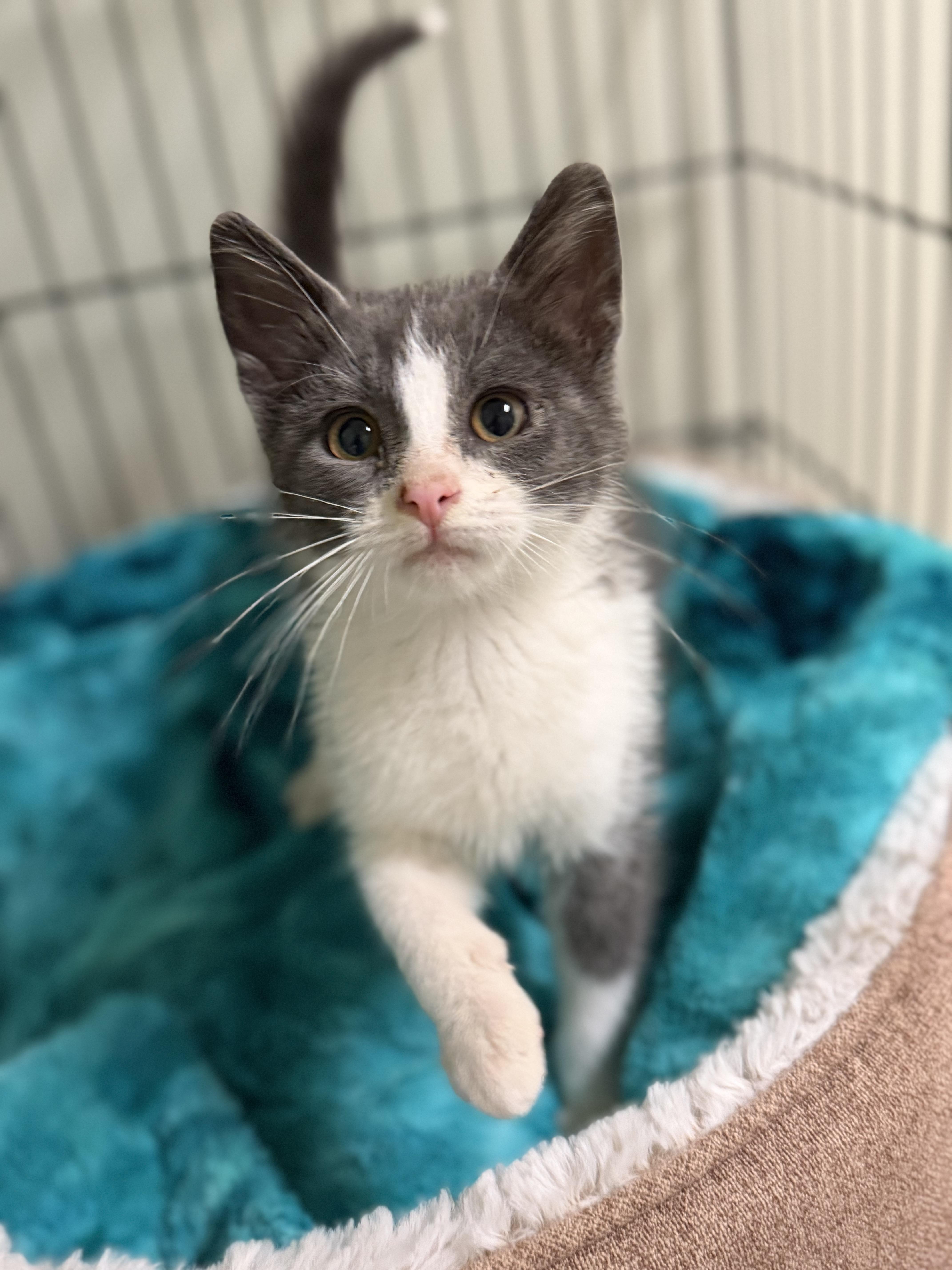 A baby medium-sized male Gray & White Domestic Short Hair cat named Winnie the Pooh for adoption in Dodgeville, WI