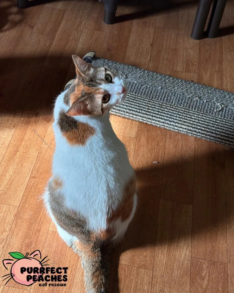 A young medium-sized female Domestic Short Hair cat named Jackie for adoption in Douglasville, GA