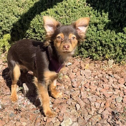Romeo