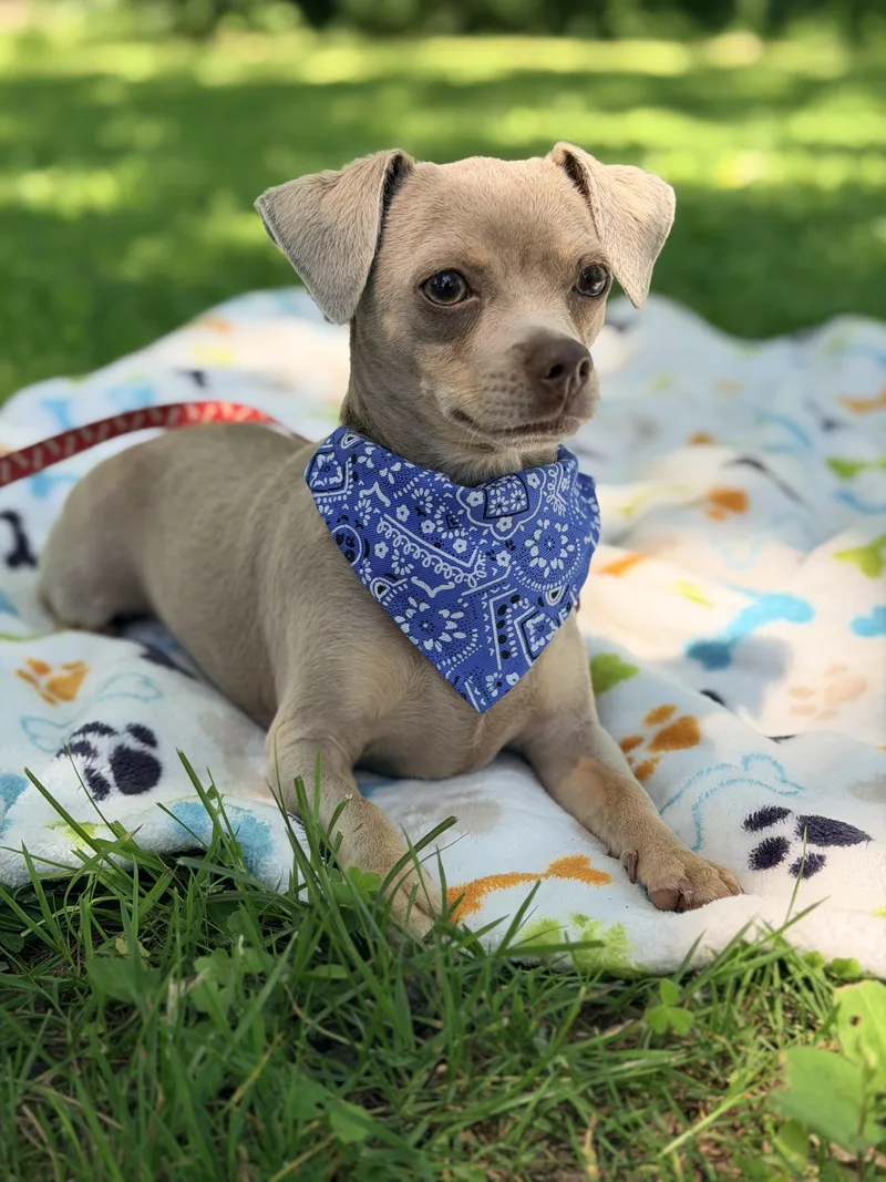 A young small-sized male Gray / Blue / Silver Chihuahua dog named Maleficent for adoption in Union Grove, WI