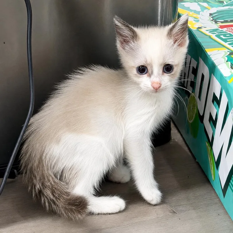 A baby small-sized female Cream / Ivory Siamese cat named Peach for adoption in Houston, TX
