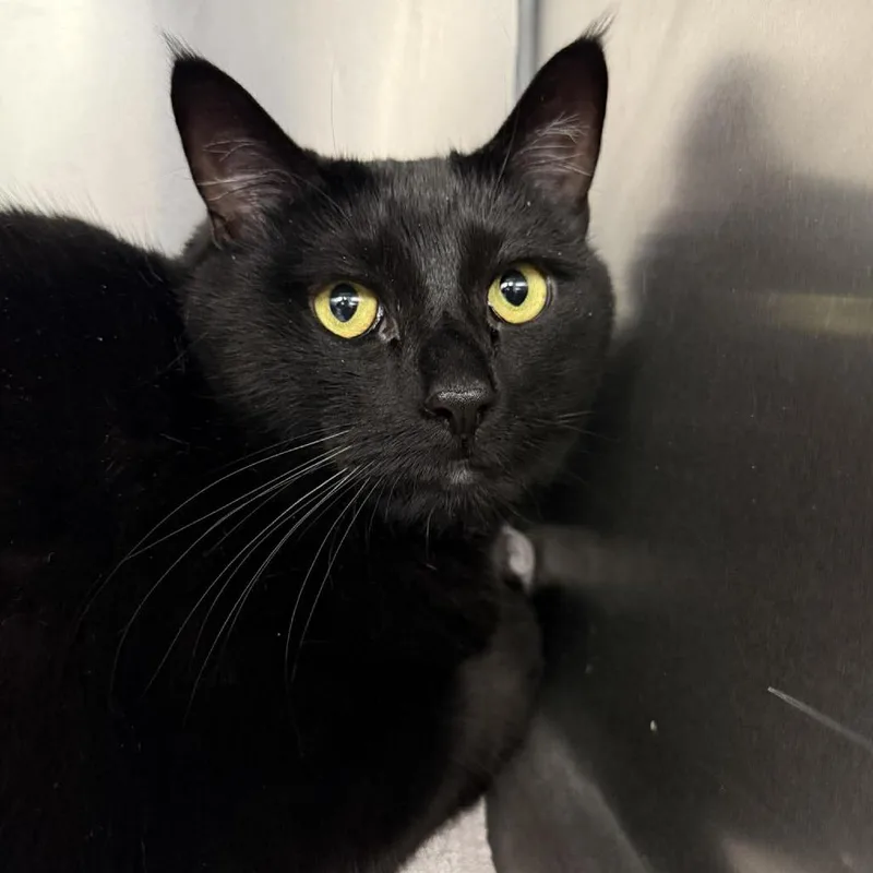 An adult extra large-sized male Black Domestic Short Hair cat named Norbit for adoption in Martinsville, VA