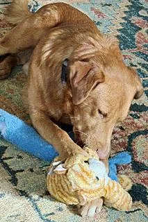 A young medium-sized male Golden Retriever dog named Mr. Tito for adoption in Poway, CA