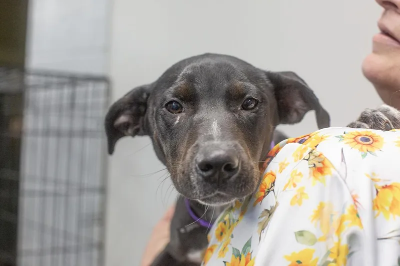 A baby medium-sized female Black Labrador Retriever dog named Remi for adoption in Mountain Home, AR