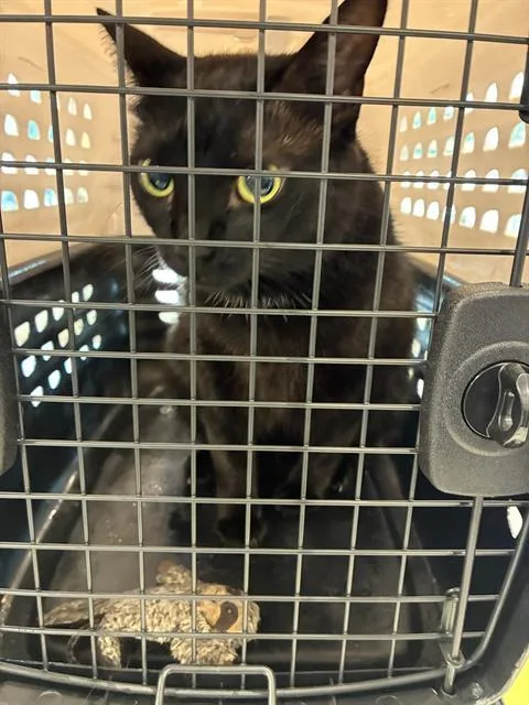 An adult medium-sized female Domestic Short Hair cat named Baby for adoption in Palmetto, FL