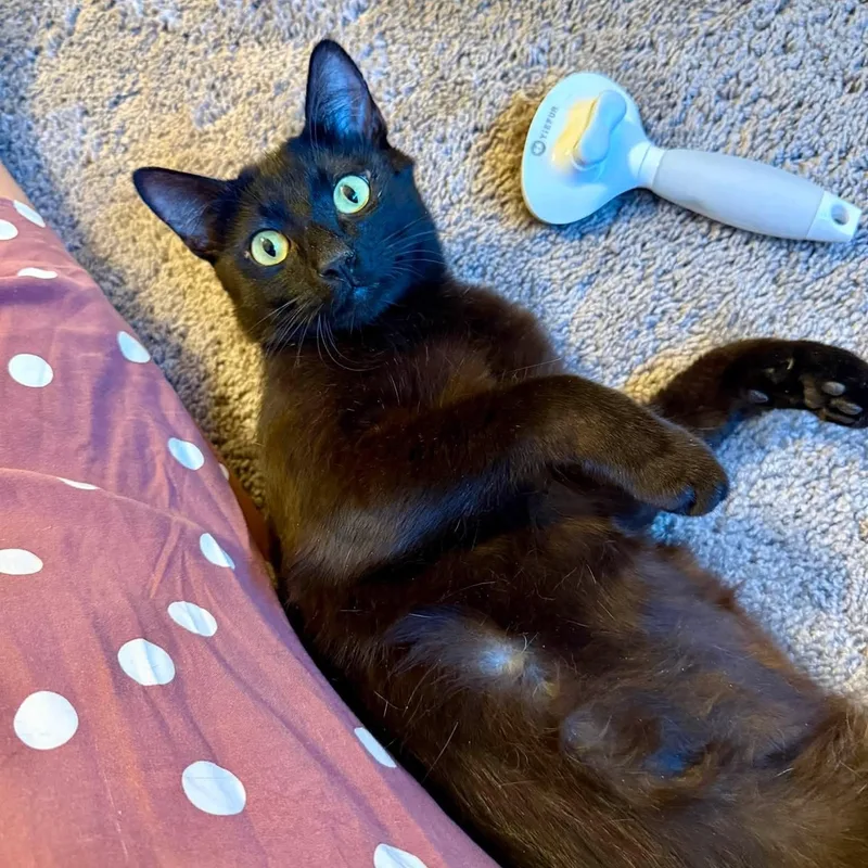 A young medium-sized male Black Domestic Short Hair cat named Geo for adoption in Queen Creek, AZ