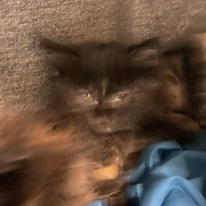 A baby small-sized female Domestic Short Hair cat named Pearl for adoption in Reno, NV