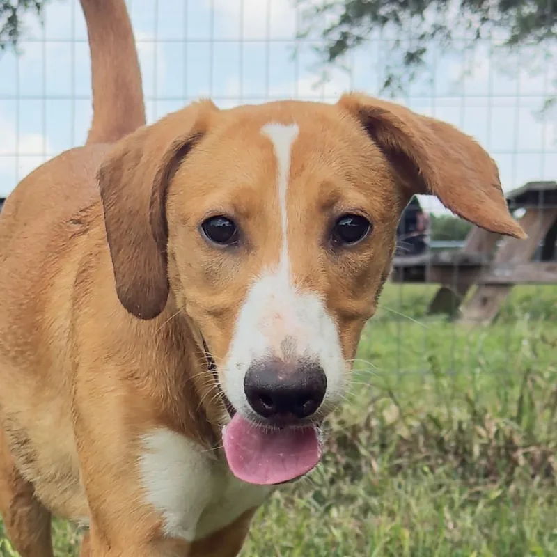 A young medium-sized female Brown / Chocolate Mixed Breed dog named Lindsay for adoption in Leander, TX