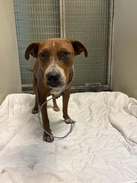 A young medium-sized female Mixed Breed dog named Lady Redwood for adoption in Jacksonville, FL