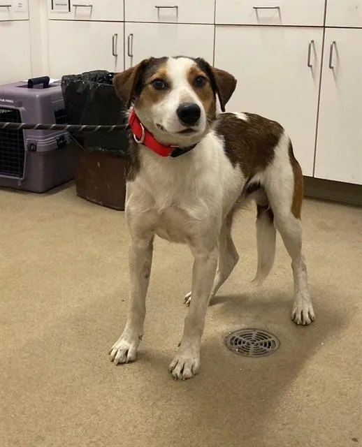 An adult large-sized male Foxhound dog named Kronk for adoption in Santa Maria, CA