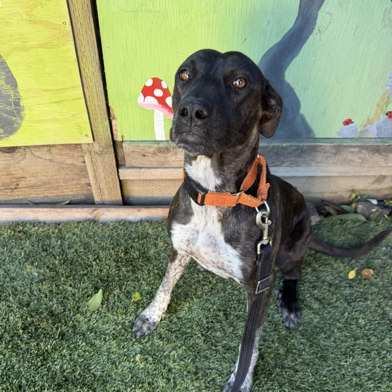 A young medium-sized female German Shorthaired Pointer dog named Odette for adoption in Trabuco Canyon, CA