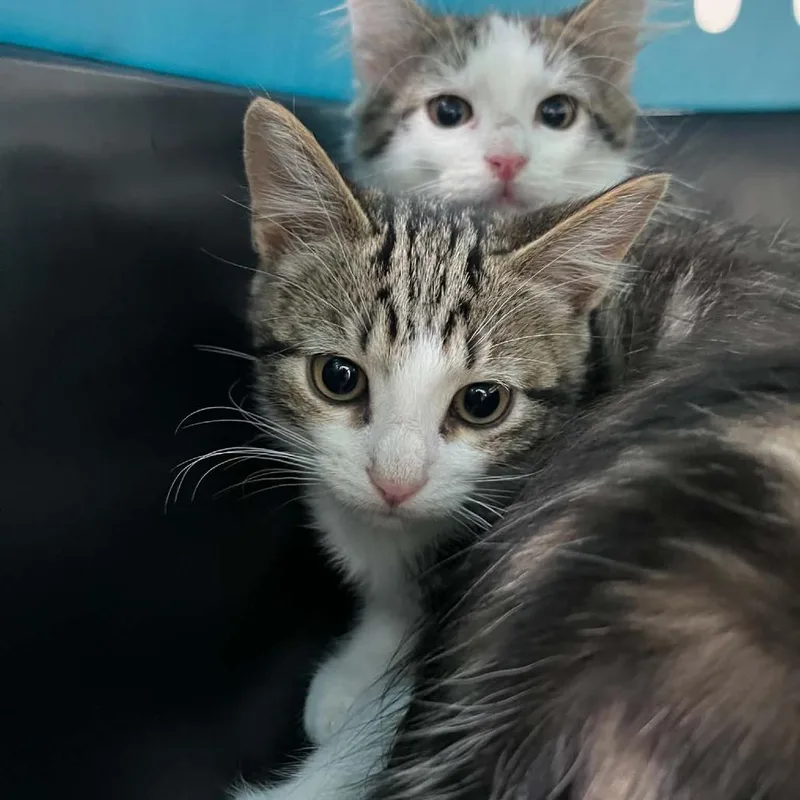 A baby small-sized male Domestic Medium Hair cat named Teardrop Calls for adoption in Fredericksburg, VA