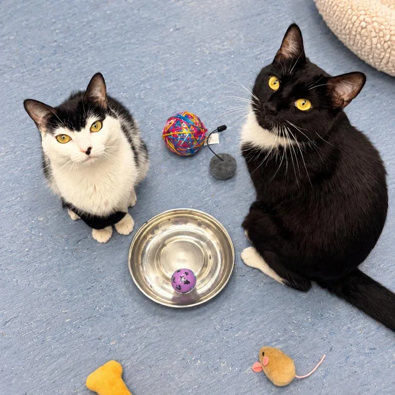 An adult small-sized female Domestic Short Hair cat named Mittens for adoption in Hopkinton, MA