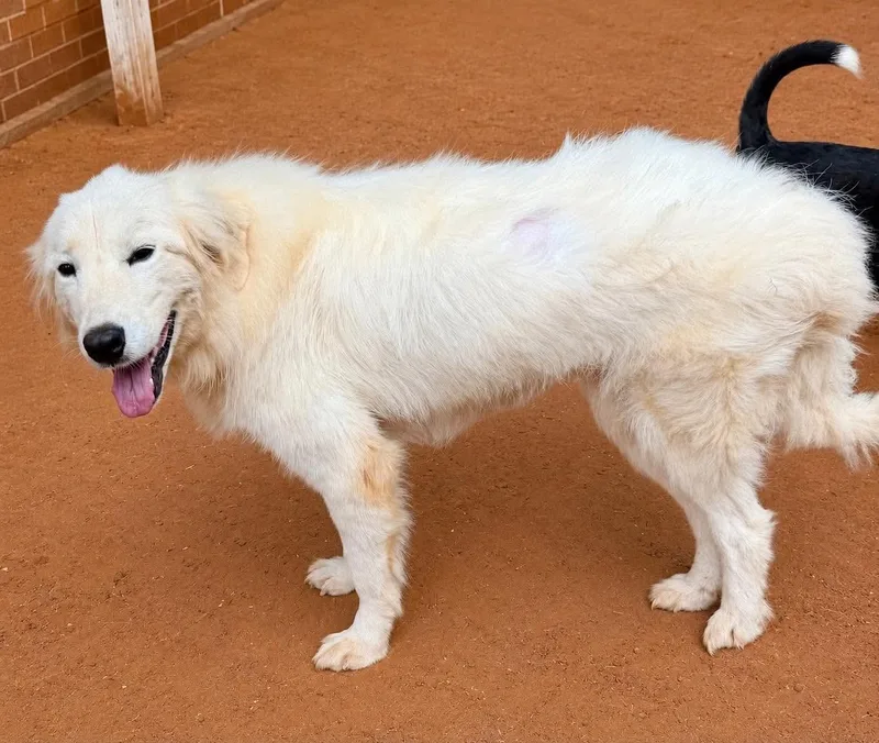 A young medium-sized female Great Pyrenees dog named Liberty for adoption in New Baltimore, MI