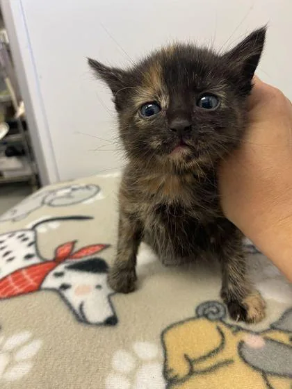 An adult small-sized female Domestic Short Hair cat named Bonnie C. for adoption in Spruce Pine, NC