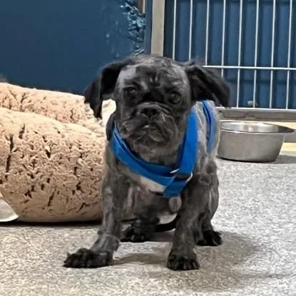 Mateo