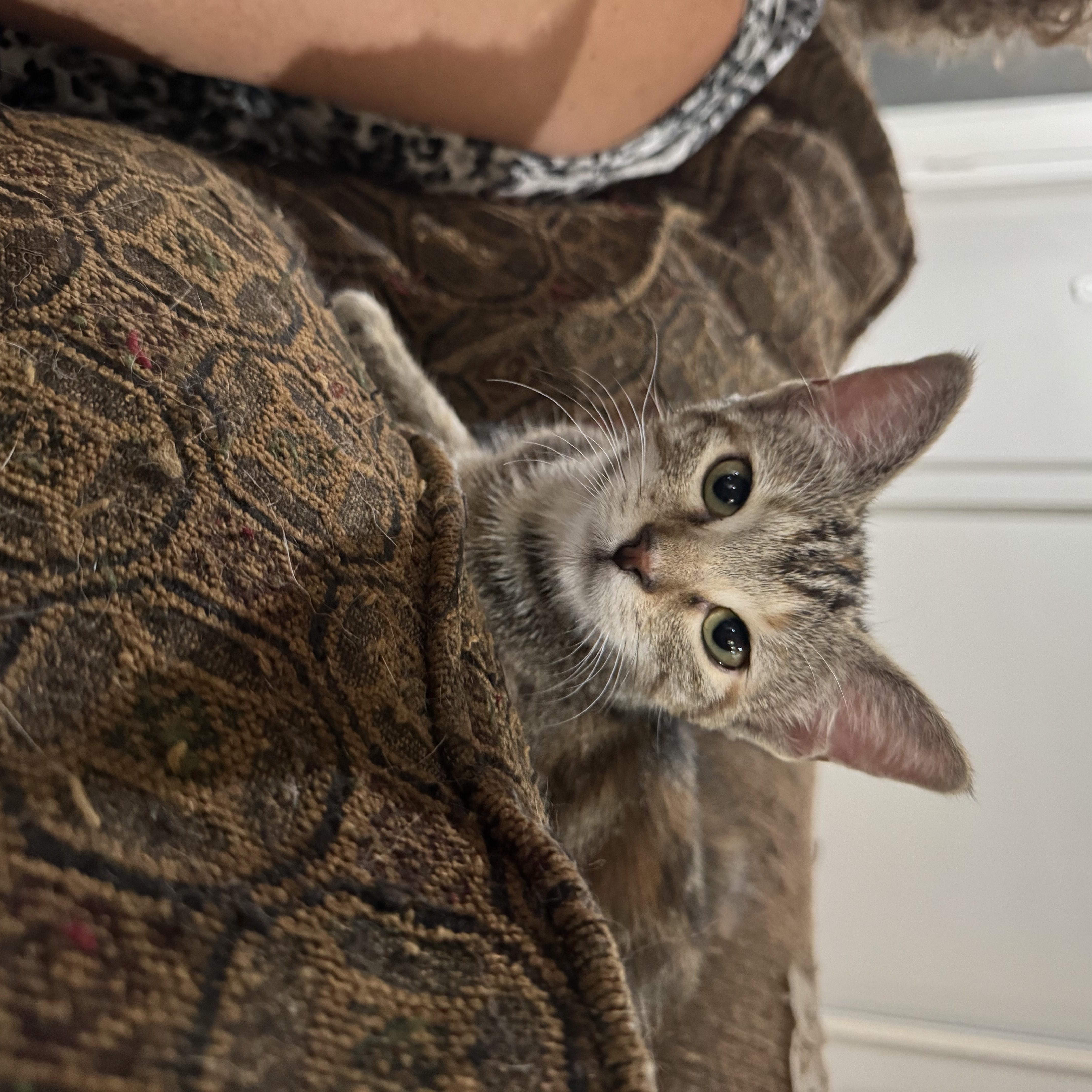 Wysteria thumbnail 2