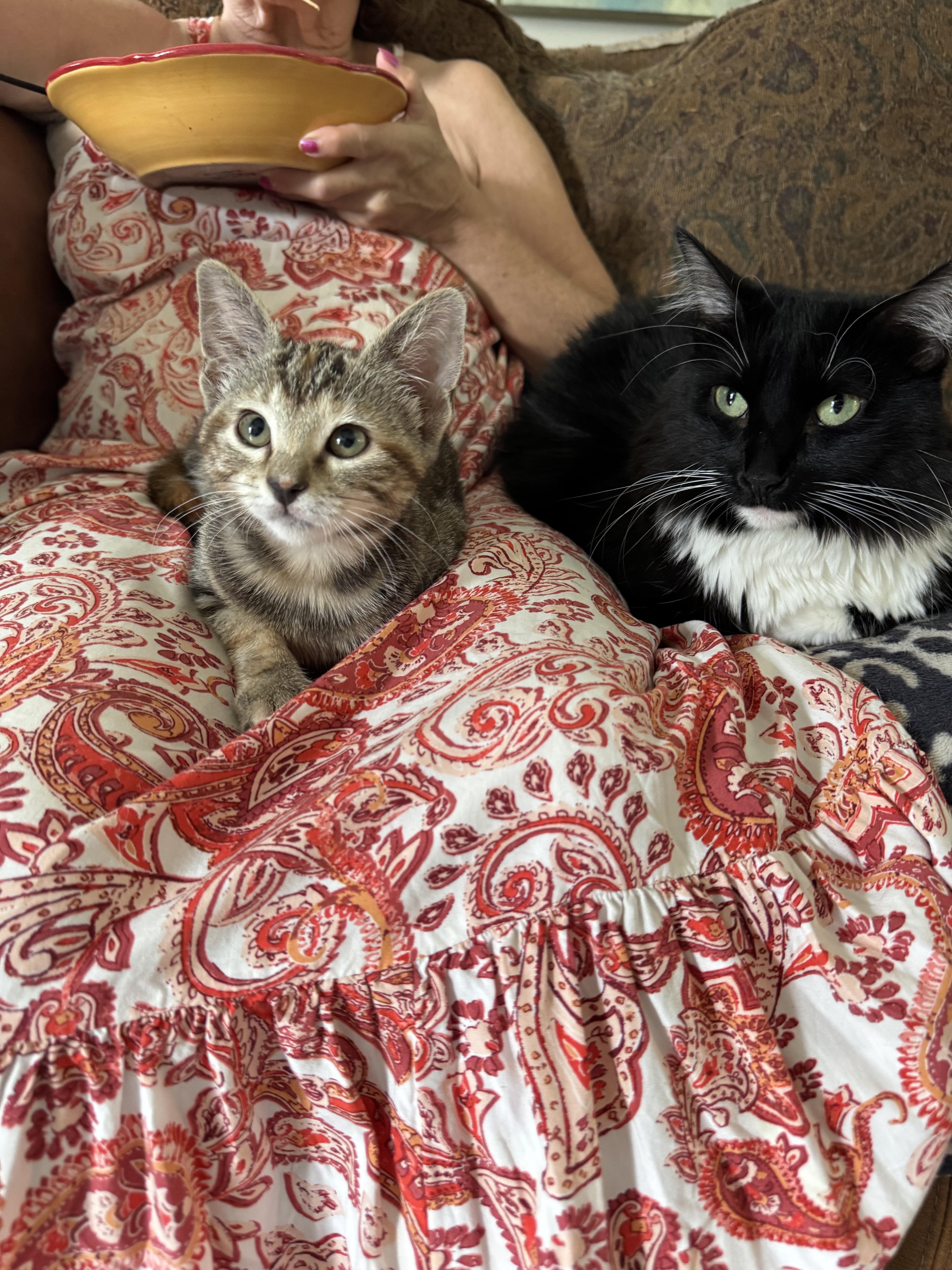 Wysteria thumbnail 4