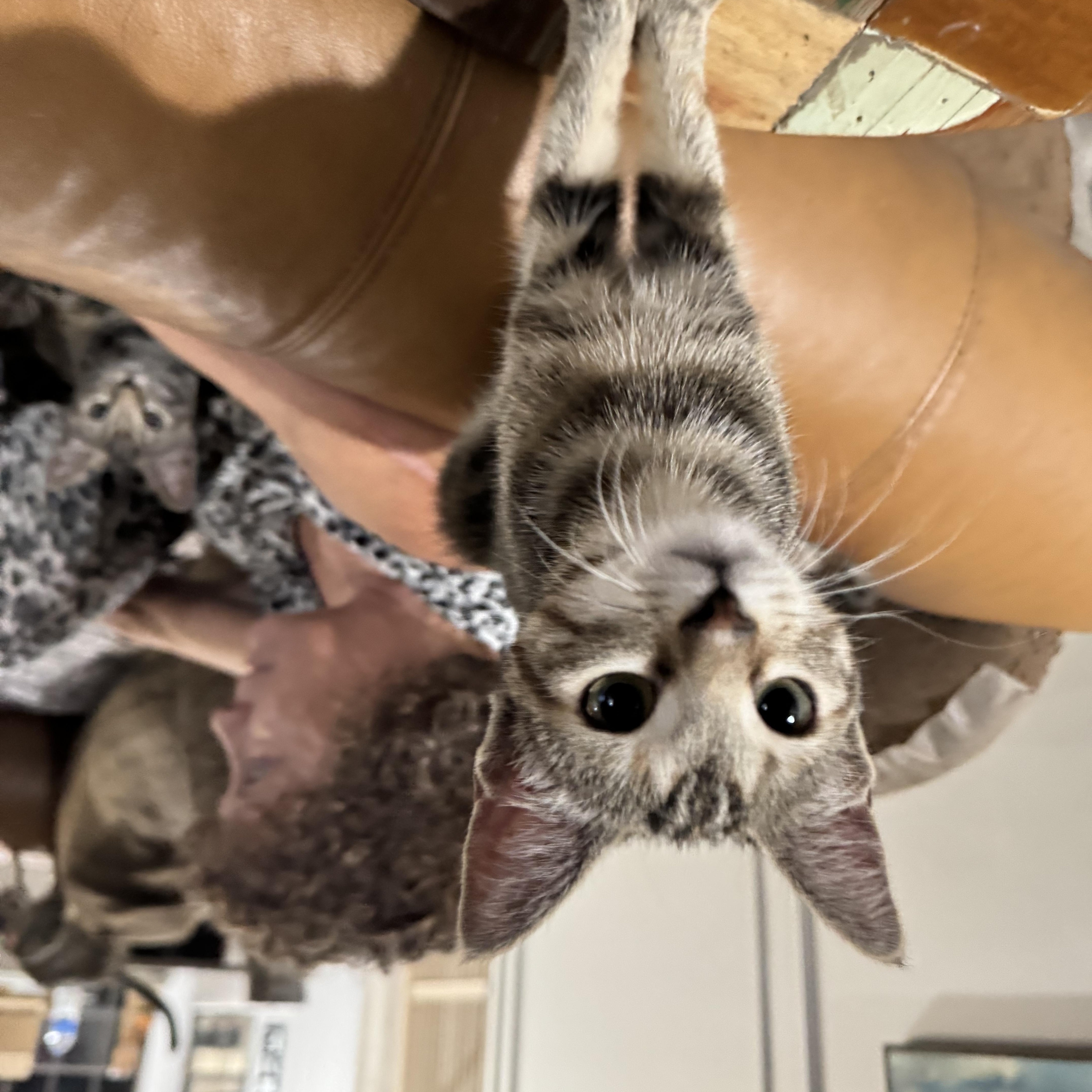 Wysteria thumbnail 5