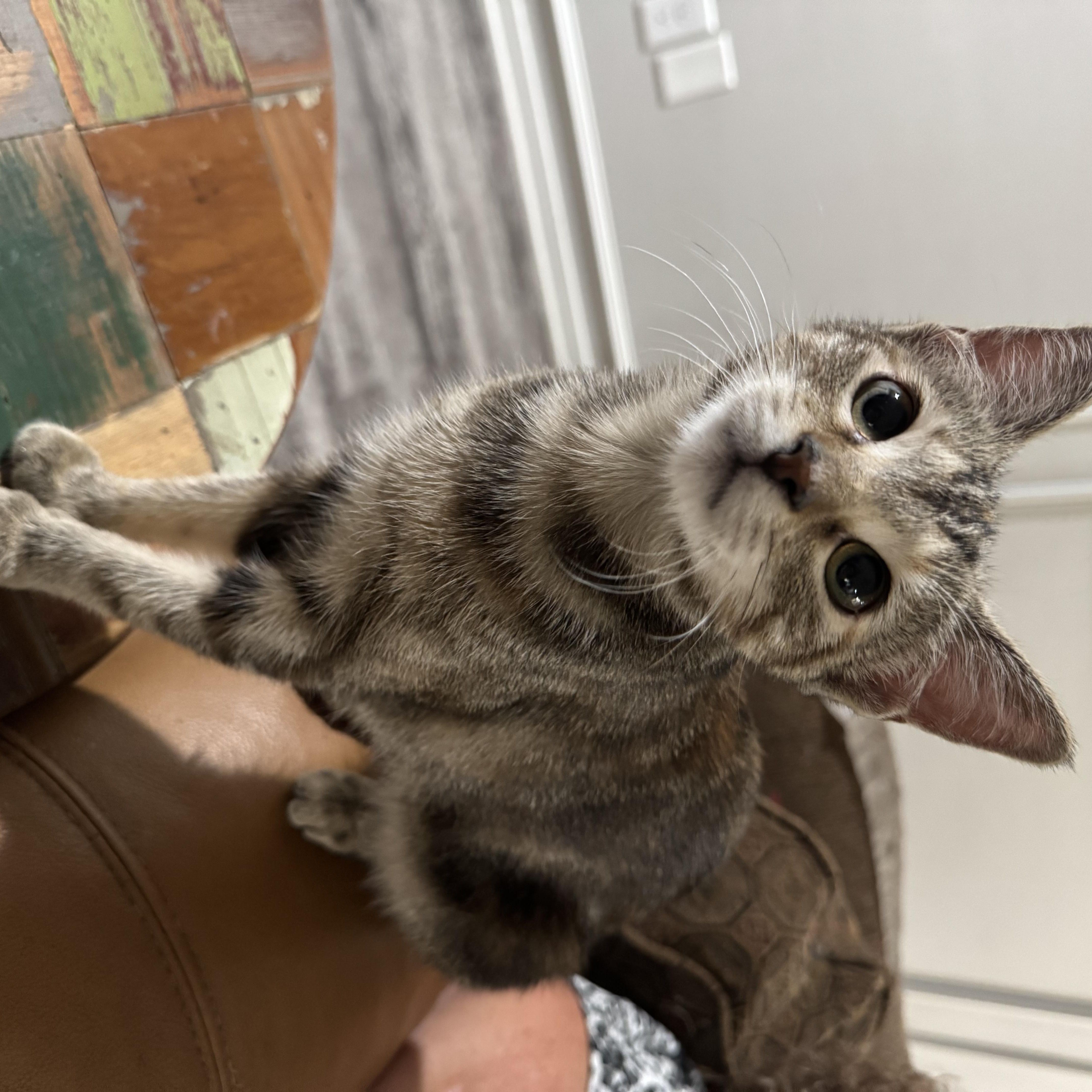 Wysteria thumbnail 6