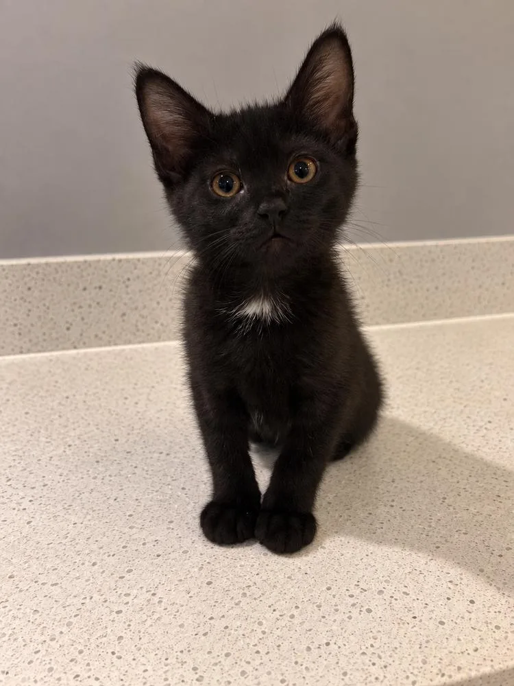 A baby small-sized female Black Domestic Short Hair cat named Jet for adoption in Homer Glen, IL