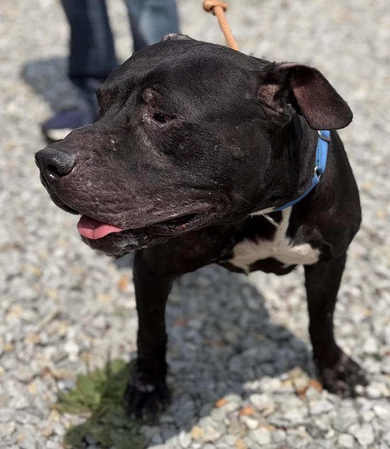 An adult large-sized male Black Mixed Breed dog named Luke for adoption in McKeesport, PA