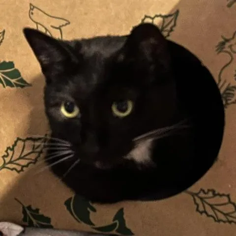 An adult large-sized male Black Domestic Short Hair cat named Snoop for adoption in Baltimore, MD