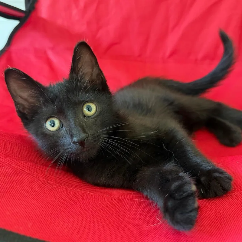 A baby small-sized male Black Domestic Short Hair cat named Fizztopia for adoption in Houston, TX