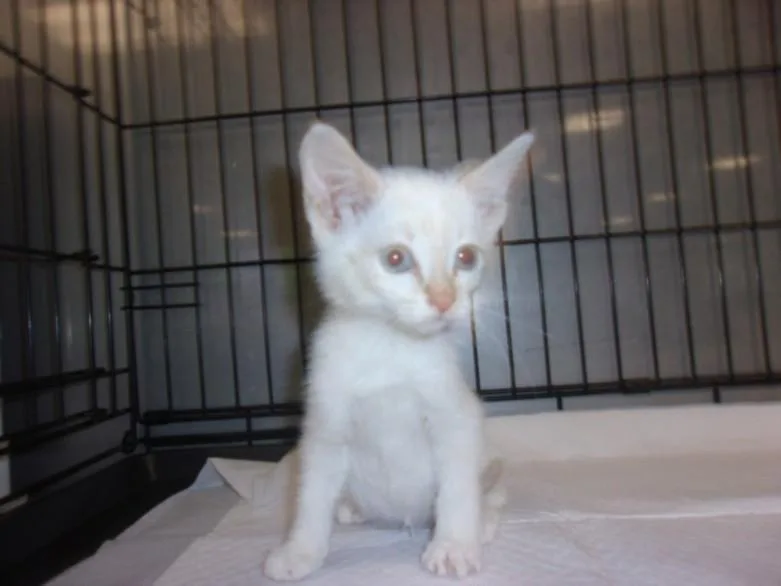 A baby small-sized female Domestic Medium Hair cat named Sandra for adoption in Chatsworth, CA