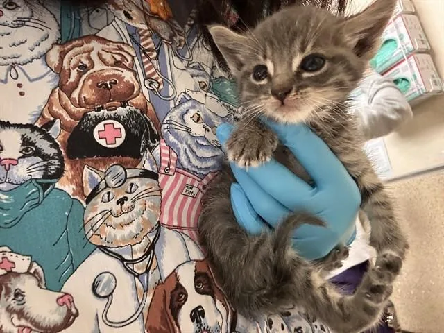 A baby small-sized male Domestic Short Hair cat named Leon for adoption in Riverside, CA
