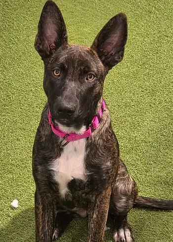 A young medium-sized female Shepherd dog named Mae Leigh for adoption in Racine, WI
