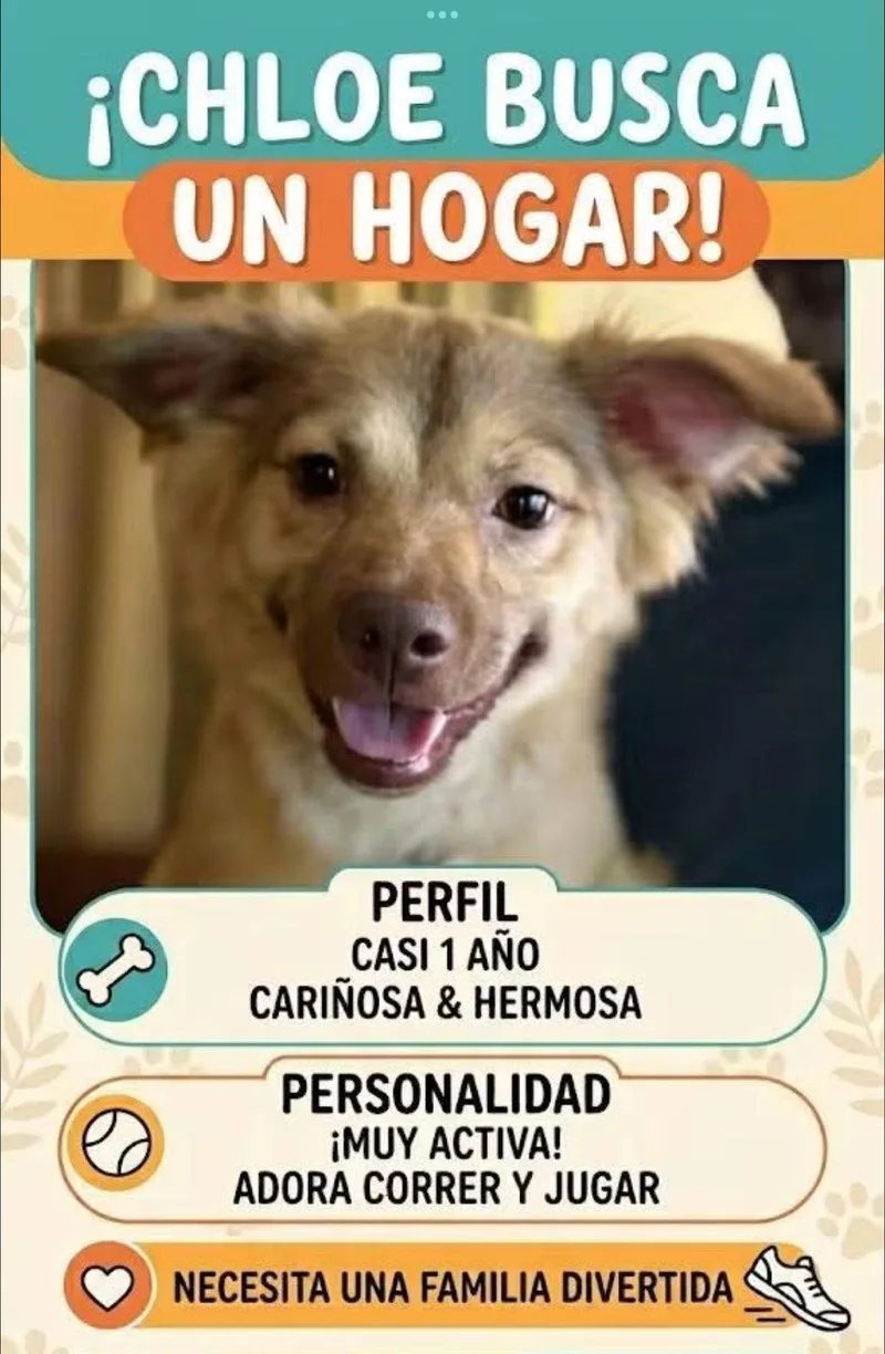 An adult medium-sized female Corgi dog named Chloe for adoption in Virginia Beach, VA