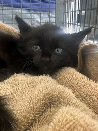 A young small-sized female Domestic Medium Hair cat named Flappy Wings for adoption in Baton Rouge, LA
