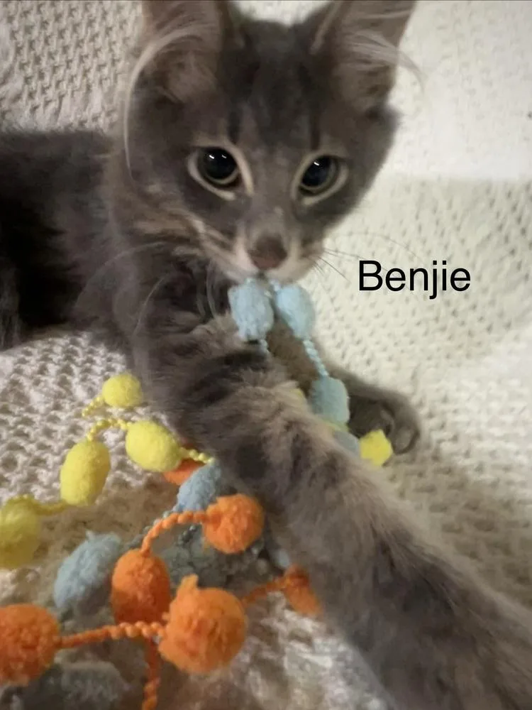 A baby small-sized male Domestic Medium Hair cat named Benjie for adoption in Groveland, MA