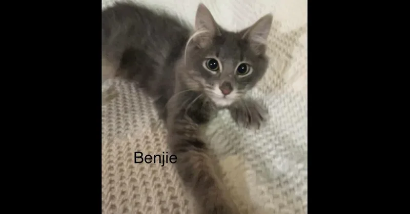 Benjie thumbnail 2